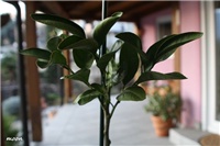 bb3a979d-IMG_8349 Mandarina Chahara.jpg